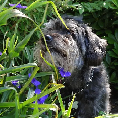 Sondergard House Agroturismo *